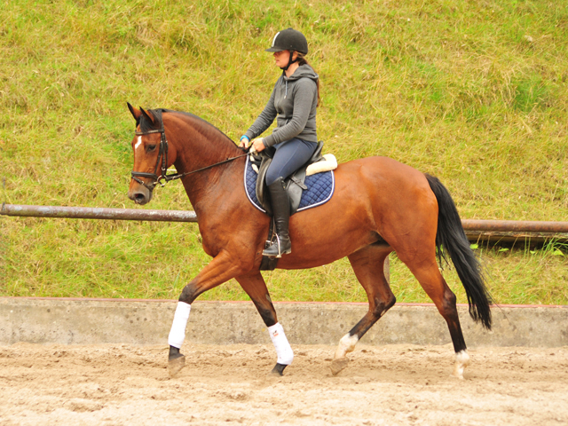  Trakehner Gestt Hmelschenburg - Kabriola v. Freudenfest im Juni 2018 - Foto: Beate Langels