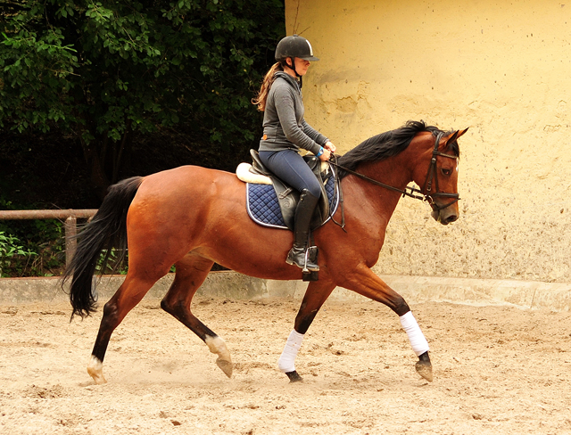  Trakehner Gestt Hmelschenburg - Kabriola v. Freudenfest im Juni 2018 - Foto: Beate Langels