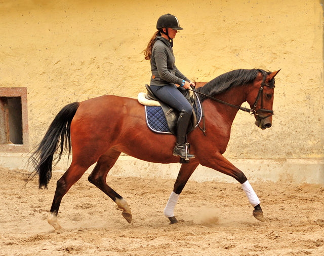  Trakehner Gestt Hmelschenburg - Kabriola v. Freudenfest im Juni 2018 - Foto: Beate Langels