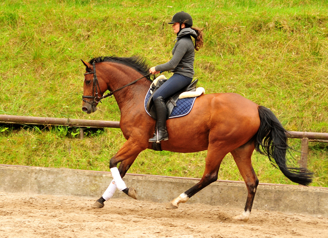  Trakehner Gestt Hmelschenburg - Kabriola v. Freudenfest im Juni 2018 - Foto: Beate Langels