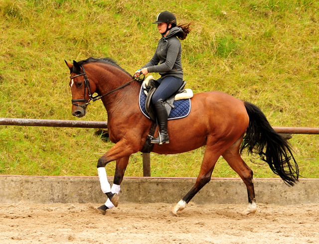  Trakehner Gestt Hmelschenburg - Kabriola v. Freudenfest im Juni 2018 - Foto: Beate Langels