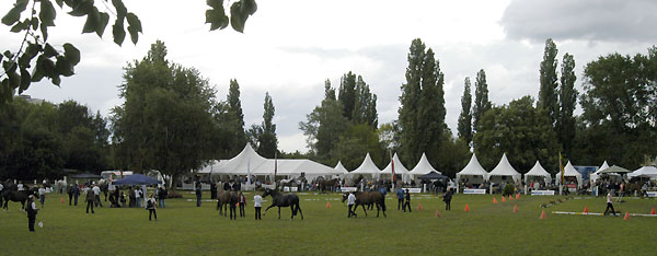 5. Trakehner Landesstutenschau in Hannover - Foto: Beate Langels Gestt Hmelschenburg