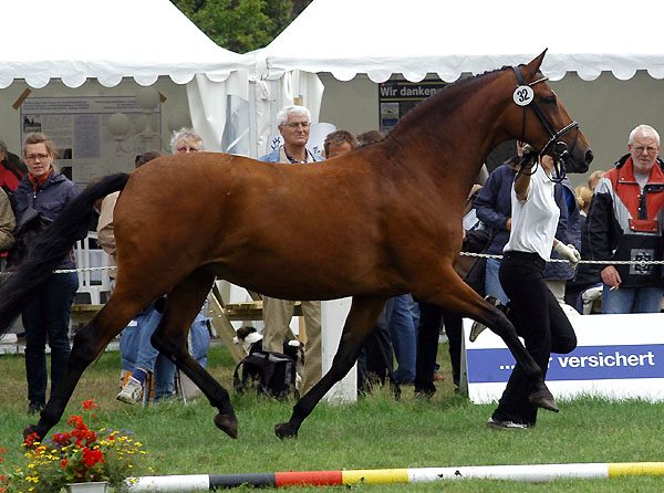 1b Preistrgerin der 5- u. 6jhrigen Stuten: PrSt. u. StPrSt. Karena von Freudenfest u.d. Elitestute Kalmar v. Exclusiv- Foto: Beate Langels Gestt Hmelschenburg