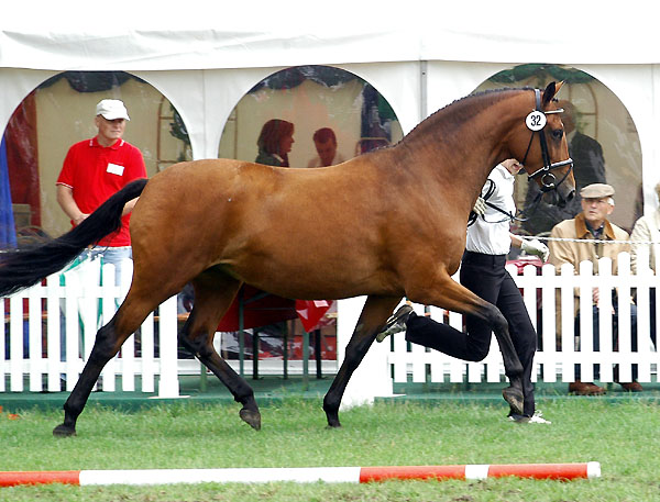 1b Preistrgerin der 5- u. 6jhrigen Stuten: PrSt. u. StPrSt. Karena von Freudenfest u.d. Elitestute Kalmar v. Exclusiv- Foto: Beate Langels Gestt Hmelschenburg