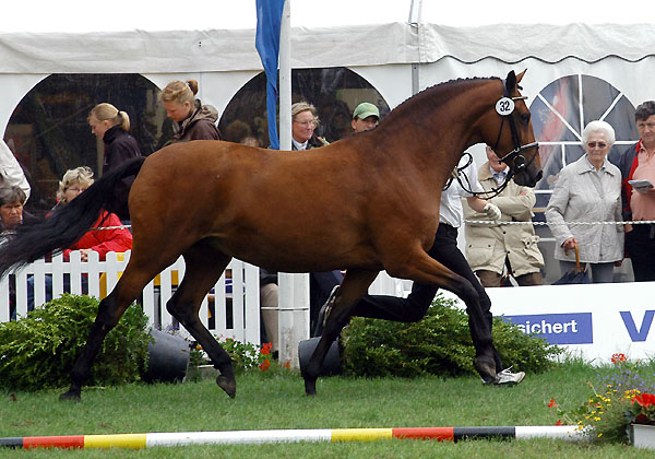 1b Preistrgerin der 5- u. 6jhrigen Stuten: PrSt. u. StPrSt. Karena von Freudenfest u.d. Elitestute Kalmar v. Exclusiv- Foto: Beate Langels Gestt Hmelschenburg