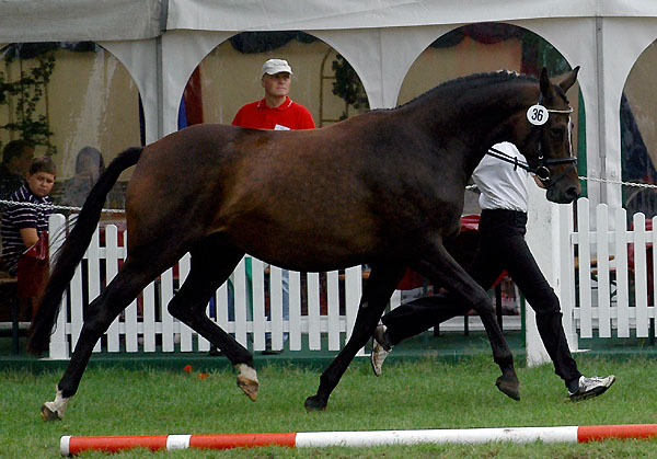 1d Preistrgerin der 7- u. 9jhrigen Stuten: PrSt. Schwalbenfeder II von Summertime u.d. Elitestute Schwalbenspiel v. Exclusiv- Foto: Beate Langels Gestt Hmelschenburg