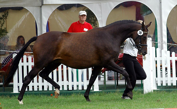 1d Preistrgerin der 7- u. 9jhrigen Stuten: PrSt. Schwalbenfeder II von Summertime u.d. Elitestute Schwalbenspiel v. Exclusiv- Foto: Beate Langels Gestt Hmelschenburg