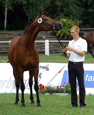 Klassensiegerin der 10-14jhrigen Stuten und beste Halbblutstute: PrSt. u.StPrSt. GUENDALINA von Red Patrick xx u.d. Gwendolyn v. Maestro - Foto: Beate Langels Gestt Hmelschenburg