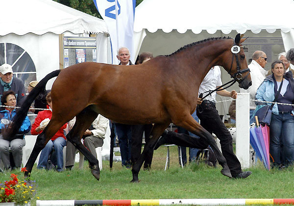 Klassensiegerin der 10-14jhrigen Stuten und beste Halbblutstute: PrSt. u.StPrSt. GUENDALINA von Red Patrick xx u.d. Gwendolyn v. Maestro - Foto: Beate Langels Gestt Hmelschenburg