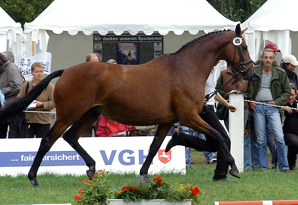 Klassensiegerin der 10-14jhrigen Stuten und beste Halbblutstute: PrSt. u.StPrSt. GUENDALINA von Red Patrick xx u.d. Gwendolyn v. Maestro - Foto: Beate Langels Gestt Hmelschenburg