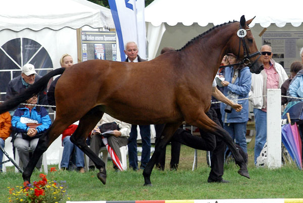 Klassensiegerin der 10-14jhrigen Stuten und beste Halbblutstute: PrSt. u.StPrSt. GUENDALINA von Red Patrick xx u.d. Gwendolyn v. Maestro - Foto: Beate Langels Gestt Hmelschenburg