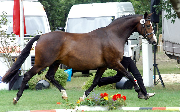 1d-Preistrgerin der 10-14jhrigen Stuten: PrSt. u.StPrSt. TAVOLARA von Exclusiv u.d. Elitestute Thirza v. Karon - Foto: Beate Langels Gestt Hmelschenburg