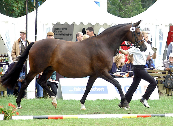 1d-Preistrgerin der 10-14jhrigen Stuten: PrSt. u.StPrSt. TAVOLARA von Exclusiv u.d. Elitestute Thirza v. Karon - Foto: Beate Langels Gestt Hmelschenburg