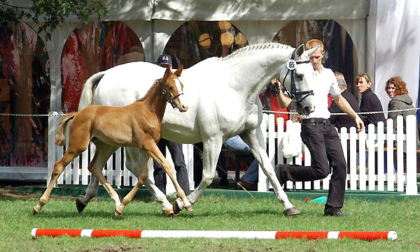 Ehrenklasse: Elitestute THIRZA v. Karon u.d. Thiara v. Falke (22jhrig) - Foto: Beate Langels Gestt Hmelschenburg