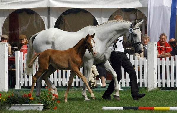 Ehrenklasse: Elitestute THIRZA v. Karon u.d. Thiara v. Falke (22jhrig) - Foto: Beate Langels Gestt Hmelschenburg