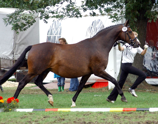 1d-Preistrgerin der 10-14jhrigen Stuten: PrSt. u.StPrSt. TAVOLARA von Exclusiv u.d. Elitestute Thirza v. Karon - Foto: Beate Langels Gestt Hmelschenburg