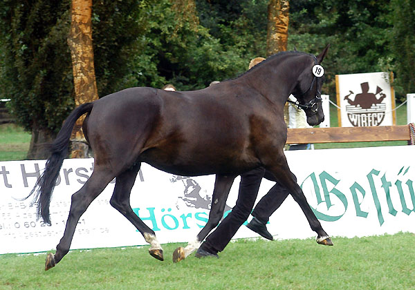 Klassensiegerin der 4jhrigen: Vittoria von Exclusiv u.d. Vicenza v. Showmaster - Foto: Beate Langels Gestt Hmelschenburg