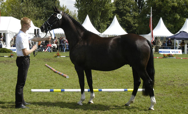 Klassensiegerin der der 7- u. 9jhrigen Stuten: GRETA GARBO von Alter Fritz u.d. Elitestute Gloriette v. Kostolany - Foto: Beate Langels Gestt Hmelschenburg