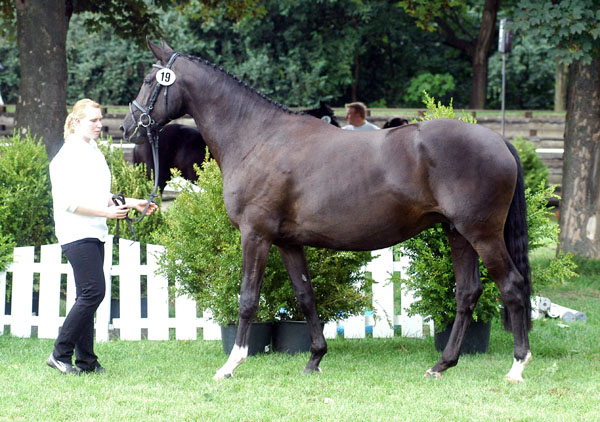 Klassensiegerin der 4jhrigen: Vittoria von Exclusiv u.d. Vicenza v. Showmaster - Foto: Beate Langels Gestt Hmelschenburg