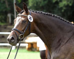 Schwalbenfeder v. Summertime - 5. Trakehner Landesstutenschau in Hannover