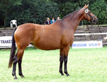 - Guendalina v. Red Patrick xx - 5. Trakehner Landesstutenschau in Hannover