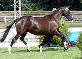 Greta Garbo v. Alter Fritz - 5. Trakehner Landesstutenschau in Hannover