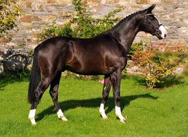 Trakehner Hengst von Saint Cyr x Alter Fritz x Kostolany, Foto: Beate Langels Gestt Hmelschenburg