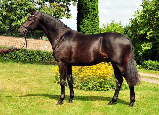 Under Amour - Trakehner Colt by Saint Cyr x Easy Game