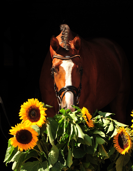 Klassic Sunday v. High Motion u.d. Klassic v. Freudenfest