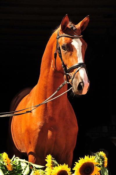 Impressionen vom August 2021 - Trakehner Gestt Hmelschenburg  - Foto: Beate Langels