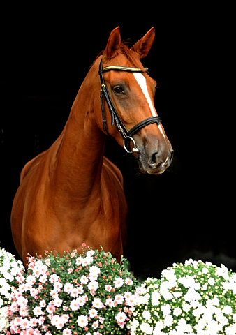 Oldenburger Stute BE FAIR von Symont u.d. Beloved v. Kostolany - Foto: Beate Langels - Trakehner Gestt Hmelschenburg