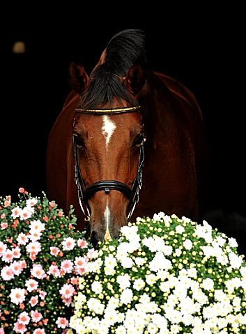 4jhrige Trakehner Stute Kitty von Freudenfest x Exclusiv - Foto: Beate Langels