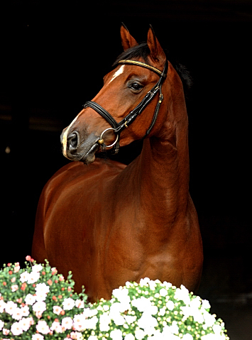 4jhrige Trakehner Stute Kitty von Freudenfest x Exclusiv - Foto: Beate Langels