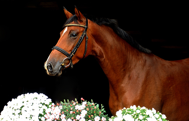 4jhrige Trakehner Stute Kitty von Freudenfest x Exclusiv - Foto: Beate Langels