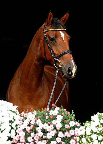 4jhrige Trakehner Stute Kitty von Freudenfest x Exclusiv - Foto: Beate Langels