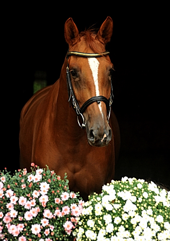 Oldenburger Stute BE FAIR von Symont u.d. Beloved v. Kostolany - Foto: Beate Langels - Trakehner Gestt Hmelschenburg