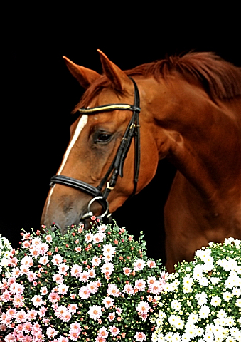 Oldenburger Stute BE FAIR von Symont u.d. Beloved v. Kostolany - Foto: Beate Langels - Trakehner Gestt Hmelschenburg