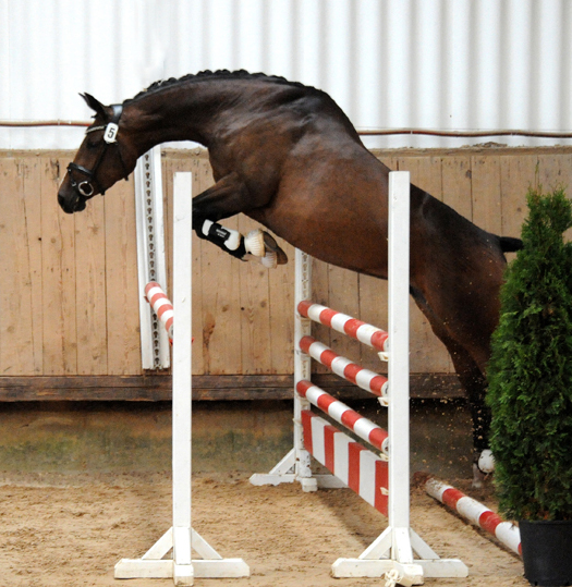 September 2022 - Trakehner Gestt Hmelschenburg  - Foto: Beate Langels