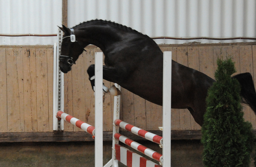 Stutenleistungsprfung in Uslar: Schwalbenflocke von Sir Donnerhall I
 Trakehner Gestt Hmelschenburg - Beate Langels