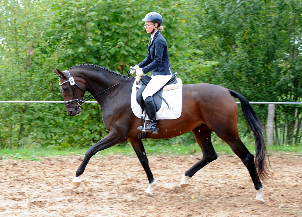 Stutenleistungsprfung in Uslar: Schwalbenflocke von Sir Donnerhall I
 Trakehner Gestt Hmelschenburg - Beate Langels