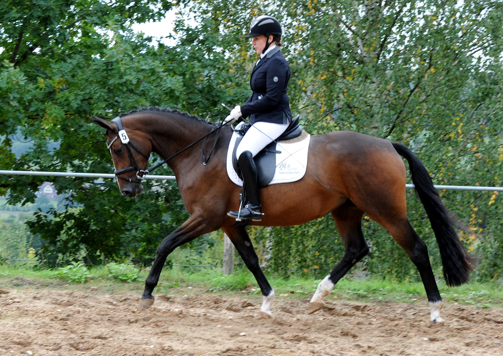 Stutenenleistungsprfung: Taluna v. Alter Fritz u.d. Pr.u.StPrSt. Tacyra v. Saint Cyr - Trakehner Gestt Hmelschenburg - 
Foto: Beate Langels