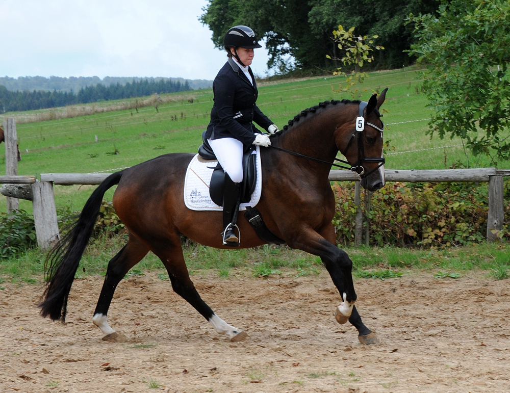 Stutenenleistungsprfung: Taluna v. Alter Fritz u.d. Pr.u.StPrSt. Tacyra v. Saint Cyr - Trakehner Gestt Hmelschenburg - 
Foto: Beate Langels