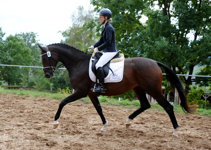 Stutenleistungsprfung in Uslar: Schwalbenflocke von Sir Donnerhall I
 Trakehner Gestt Hmelschenburg - Beate Langels