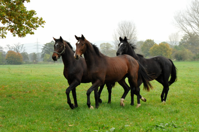 Zweijhrige Nachwuchspferde im Gestt Hmelschenburg - Foto: Beate Langels - Trakehner Gestt Hmelschenburg