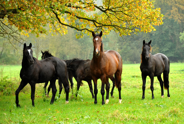 Zweijhrige Nachwuchspferde im Gestt Hmelschenburg - Foto: Beate Langels - Trakehner Gestt Hmelschenburg