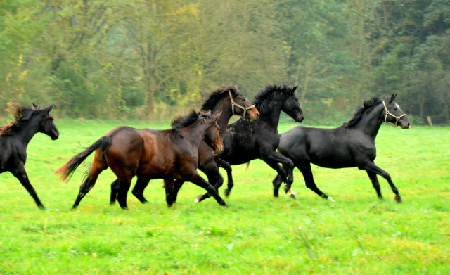 Zweijhrige Nachwuchspferde im Gestt Hmelschenburg - Foto: Beate Langels - Trakehner Gestt Hmelschenburg