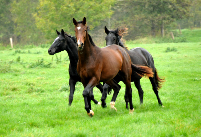 Zweijhrige Nachwuchspferde im Gestt Hmelschenburg - Foto: Beate Langels - Trakehner Gestt Hmelschenburg