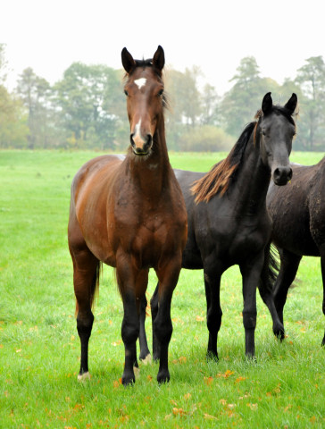 Zweijhrige Nachwuchspferde im Gestt Hmelschenburg - Foto: Beate Langels - Trakehner Gestt Hmelschenburg