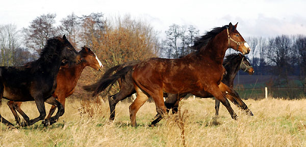 Jhrlingshengste im Trakehner Gestt Hmelschenburg