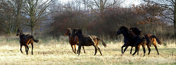 Jhrlingshengste im Trakehner Gestt Hmelschenburg